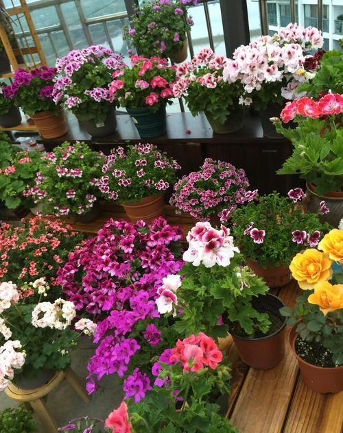 低等植物中哪些好养且适合作为观赏植物