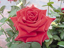 月季花的养殖方法