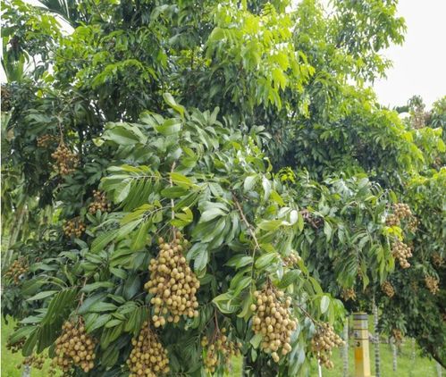 新茶花如何处理？先剪枝