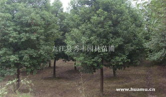 江西苗圃的观察