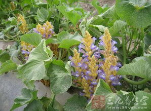 婆婆丁：生命的顽强与美丽