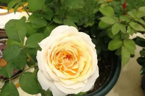 月季花界的颜值担当：这6款月季真的值得入手吗？