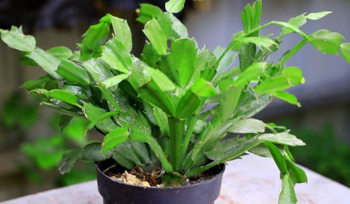 新叶发黄脱落？停水、松土，你们的小脚丫会好起来的！