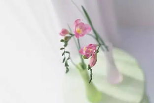 植物的选择与搭配， 简单插花的核心之道