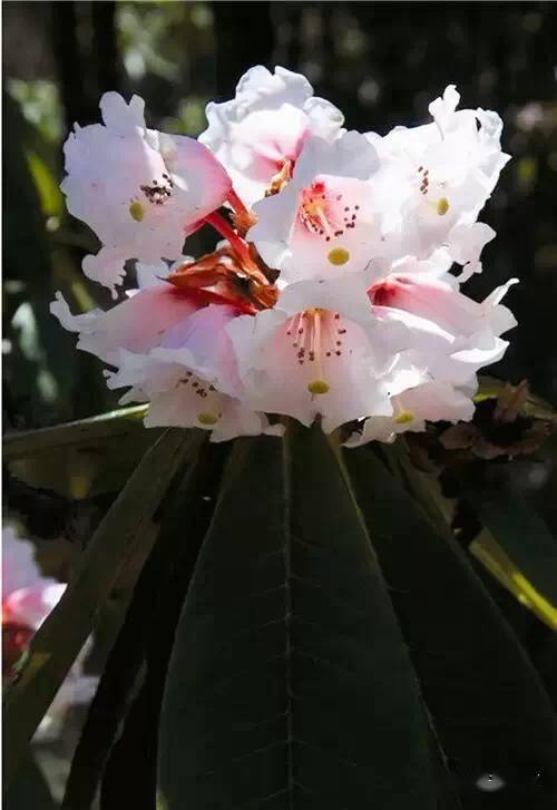 常见杜鹃花品种大盘点