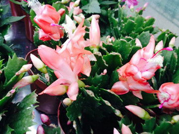 光照充足，通风良好