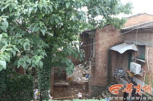 薜荔：石缝求生的专家