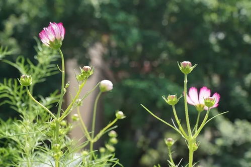 大波斯菊：少女纯情