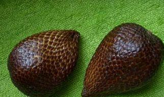 了解蛇皮果的生长习性