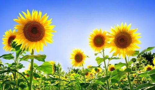 太阳花适合什么土壤？请推荐适合太阳花栽培的土壤类型和比例