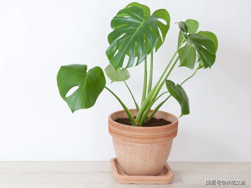 银皇后，一种观叶植物
