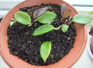 水稻种子发芽速度提升大揭秘