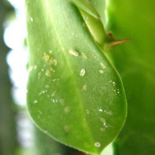 花盆里小飞虫多怎么办？有效防治方法大揭秘