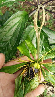 重楼果子不同品种价格差异大，选对品种嫩省多少钱？