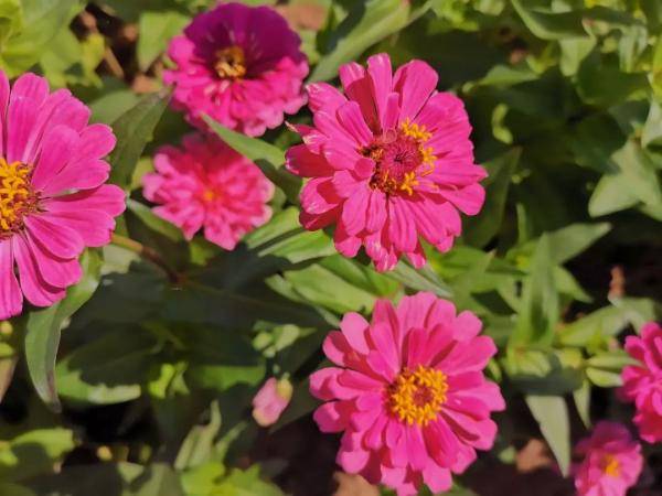 春播党的花花草草