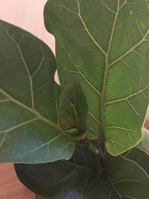 琴叶榕叶子小，是品种特性吗