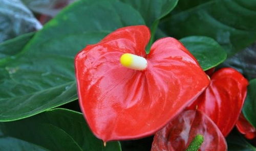 红掌：热带雨林花卉， 不耐寒