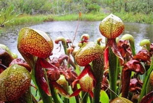 捕虫草养殖攻略，真实捕虫神器！