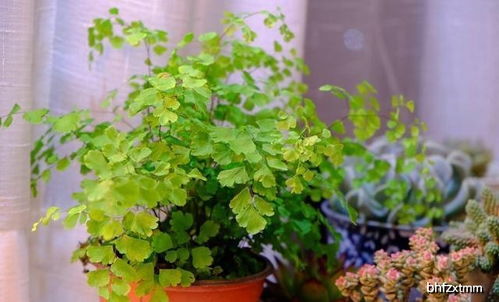 竹类：耐阴湿的清雅之选