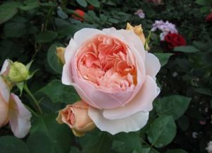 花如其名， 美得不要不要的