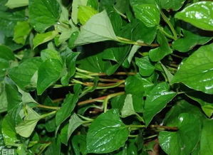 种鱼腥草首选肥！鱼腥草种植秘诀：肥美嫩！