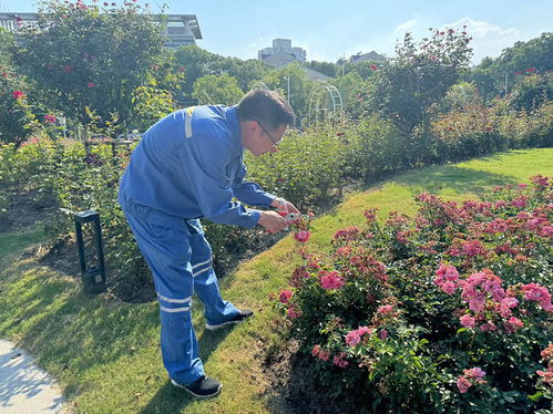 二、 施肥，为苗木提供充足营养