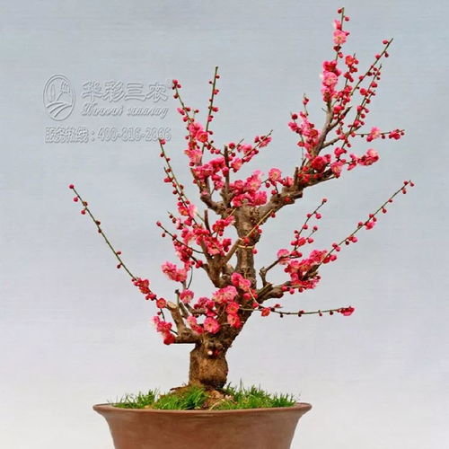 冬天开什么花？盘点冬天开花的5大品种
