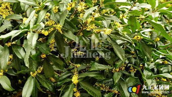 桂花树种子：Neng否直接种植出苗？