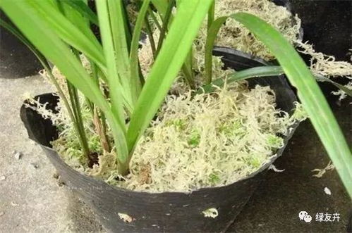 木屑太多烧根怎么办？如何避免植物根部受损