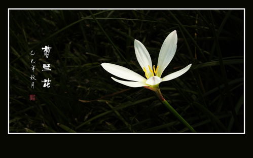 葱莲的开花过程