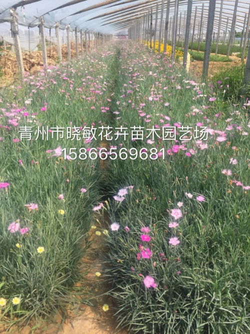 3. 小苗成长， 温度要控制