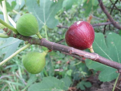 无花果修剪：掌握剪枝技巧