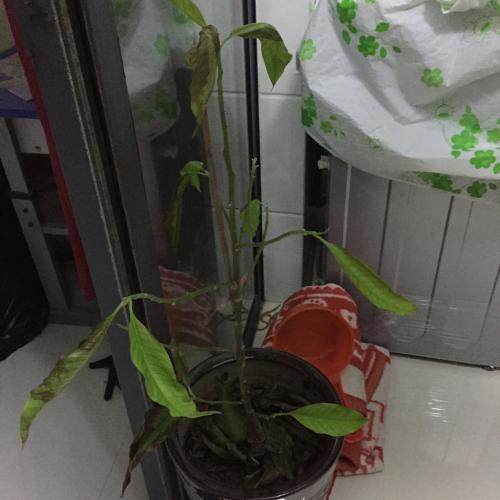 丹参低温出芽难题， 三步处理法来帮忙