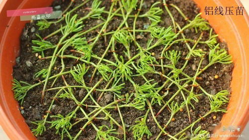 八月份种草，抗晒是关键