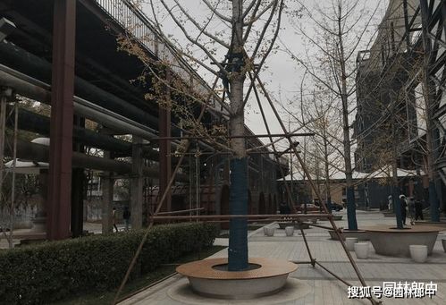 苗木移植， 支撑与浇水的神秘面纱