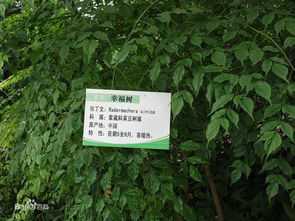 广杉枫老掉叶子，是何原因导致