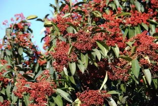 北方绿化草种选择指南