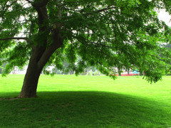 绿色生活低碳环保宣言