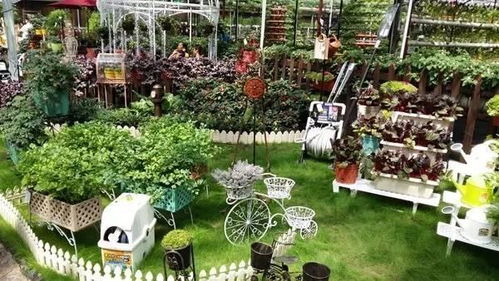 多种耐寒花卉，让你享受四季美景