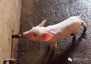 猪不吃料影响生长？资深专家教你解决办法