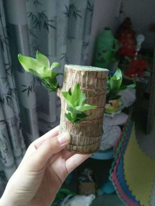 客厅养什么花好还净化空气？这几种绿植别错过