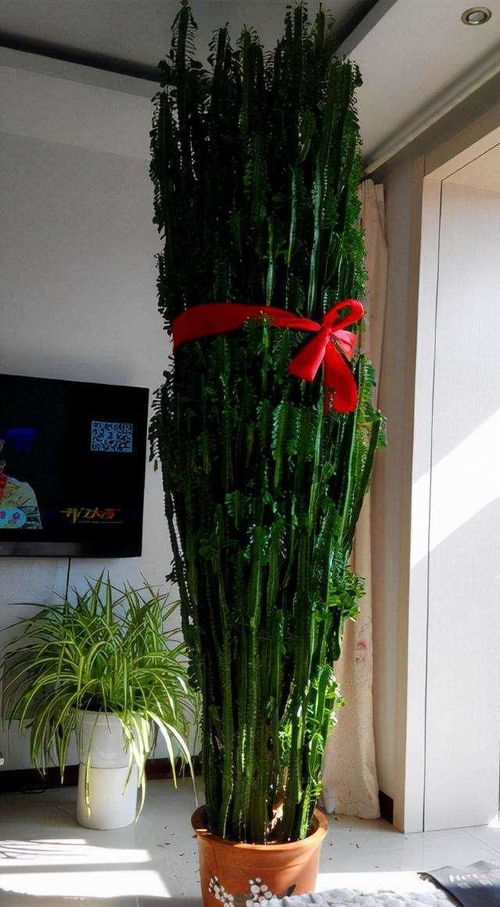 专家的建议——老桩的养护指南