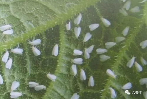 噻虫嗪：地下害虫的克星