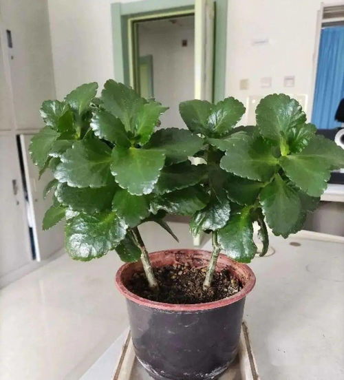 浇水太多，真的好吗？