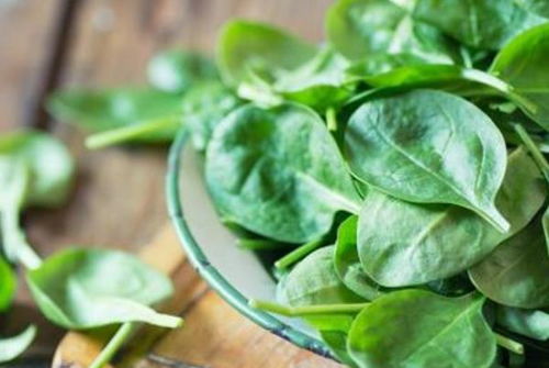 菠菜：冬天里的绿色宝藏