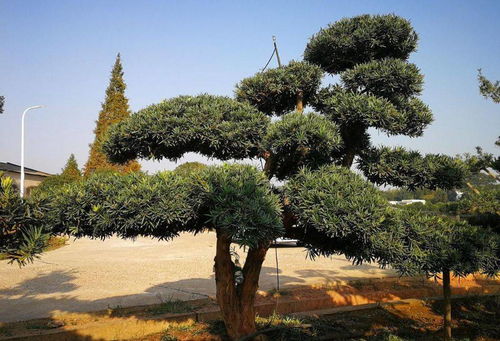 罗汉松的养护注意事项