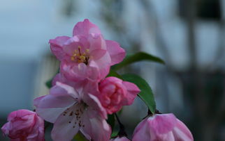 一、海棠在哪些地方种植广泛？