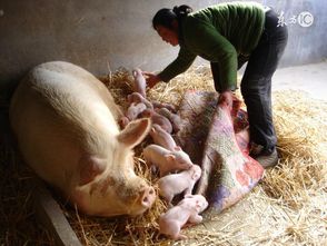 优化分娩环境，降低乳猪被压风险