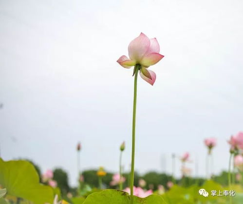 夏天花的花语“美丽绽放的自然音符”