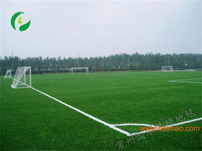 武汉的草坪四季常绿之谜，揭秘新手踩雷的痛点